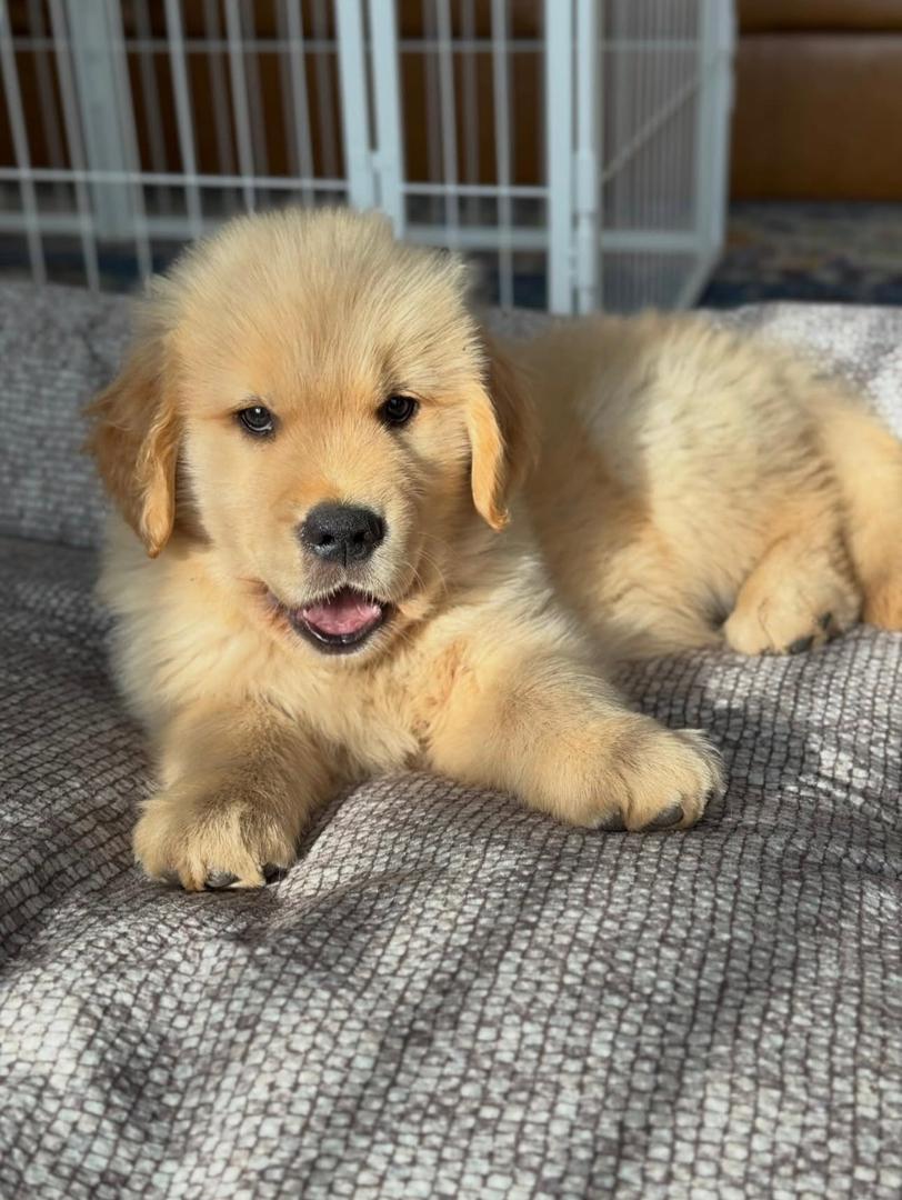 Tabie — Golden Retriever puppy for sale at PrestigeGoldenHome