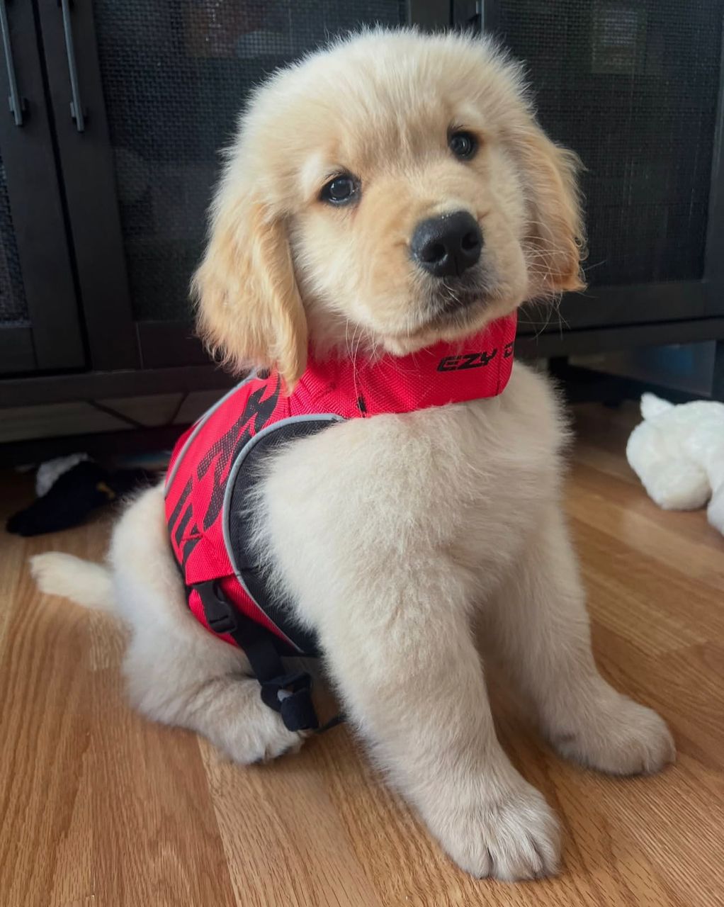 Zebby — Golden Retriever puppy from PrestigeGoldenHome