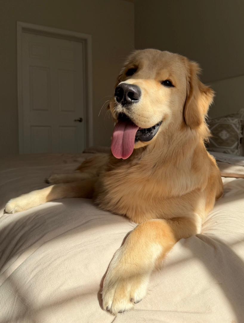 Chris Taylor — PrestigeGoldenHome family