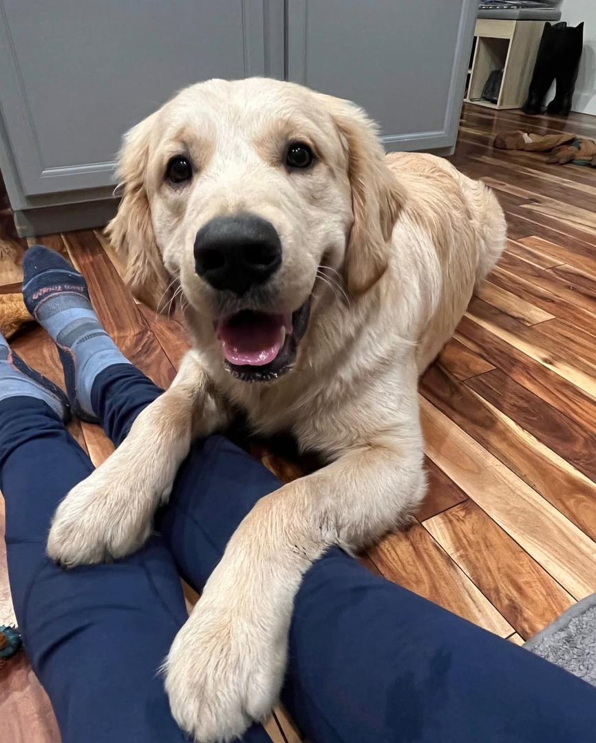 Amanda Thompson — PrestigeGoldenHome family